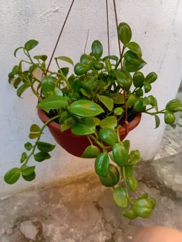 Vende se