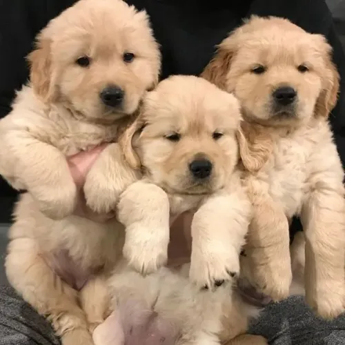 golden retriever 54 dias leve ja
