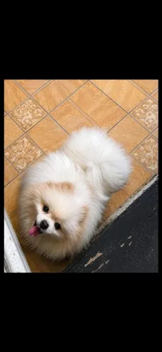 Lulu da Pomerânia