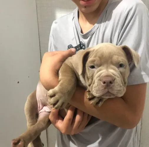 American bully Micro