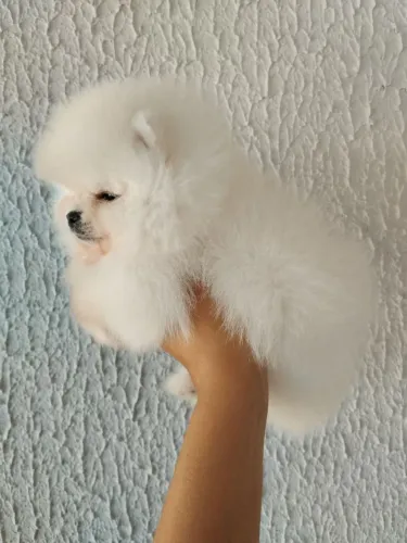 Lulu da Pomerânia anão machinhos