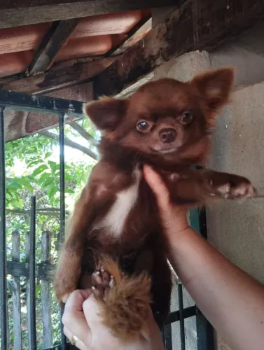 Filhotes de Chihuahua, sexo macho.
