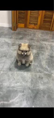 Lulu da pomerania (spitz alemão)