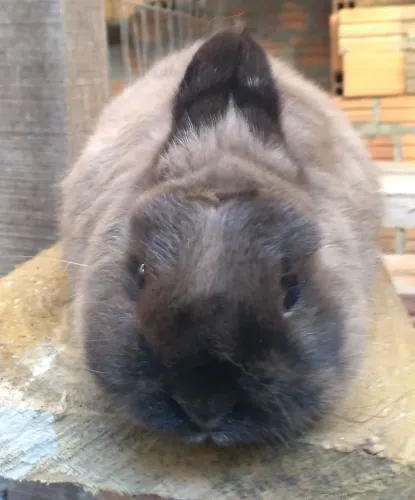 coelho netherland dwarf anão casal adulto