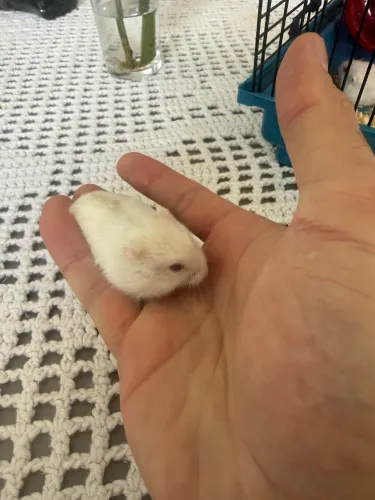 Filhote de Hamster russo anao