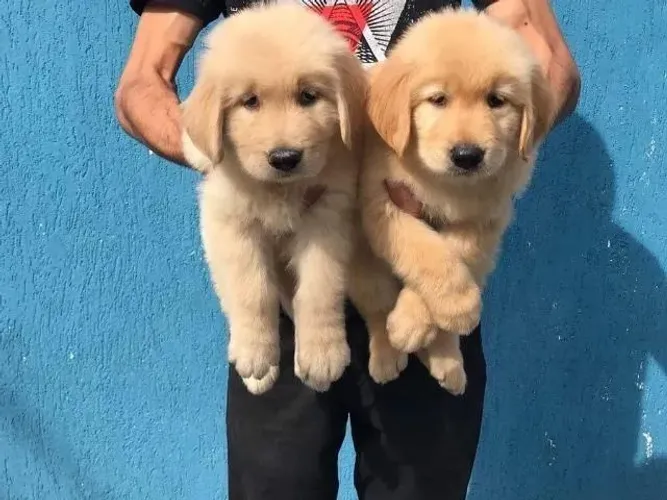 Fofurinhas de Golden Retriever disponíveis