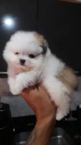 Lulu da pomerania 