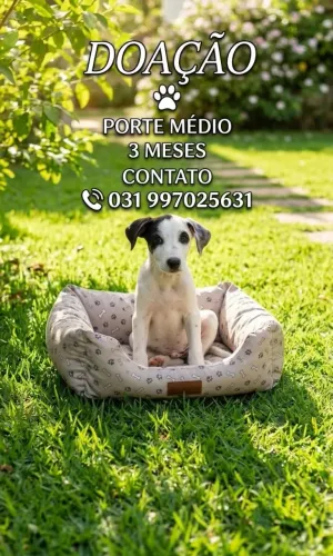 Doação de cachorro 