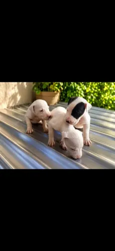 Vende se filhote de dog argentino resta 5 só aproveita faz sua segurança e é um cão guia
