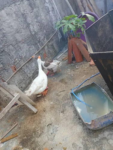 Um casal de garso a femia está perto de por