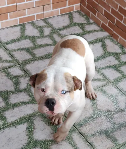 American Bully sangue Grosso 