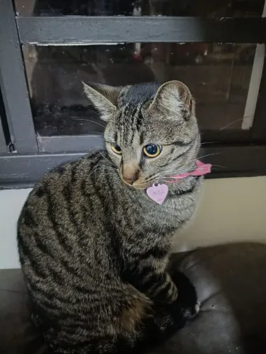 Doa-se gata castrada 1 ano motivo mudança