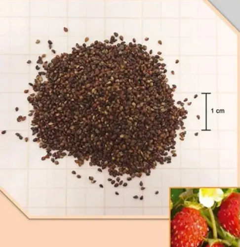 30 Sementes de morango grande