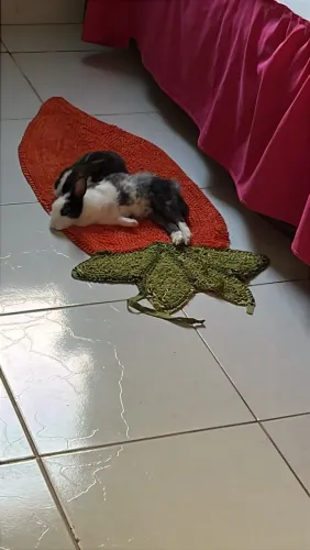 Dois coelhos