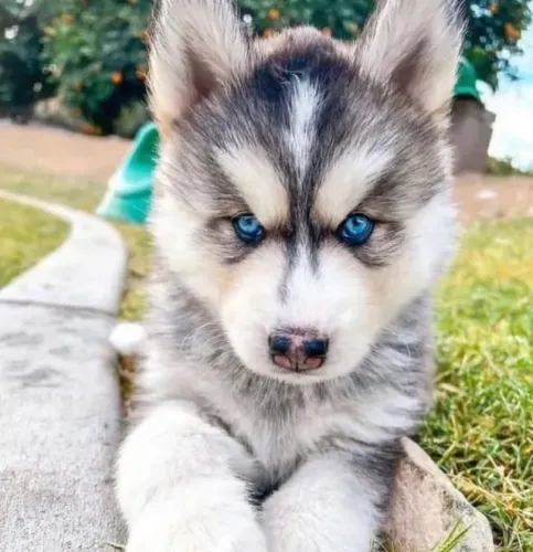 Husky Siberiano Amor que se expressa na calma
