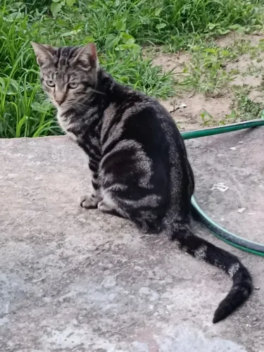 Gato rajado para adoção RESPONSÁVEL!