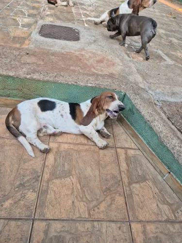 Basset Hound macho com 9 meses