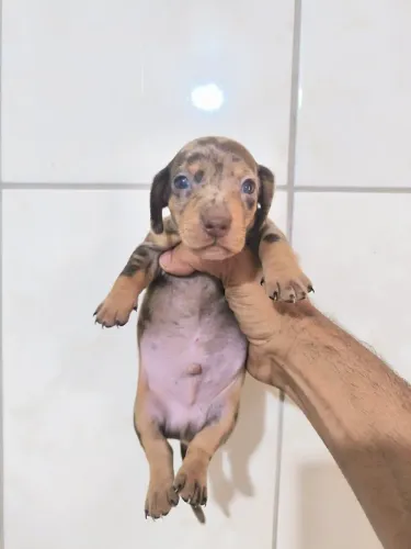Salsicha mofado , machinho