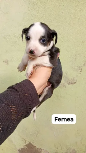 Adote um AUmigo 