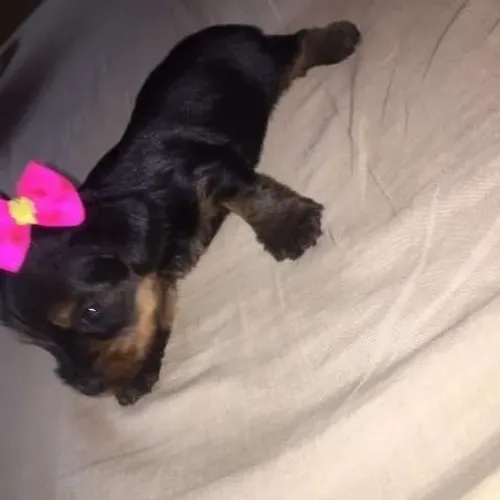 Yorkshire Terrier,Yorkshire Terrier Filhote Muito Amoroso e Dócil