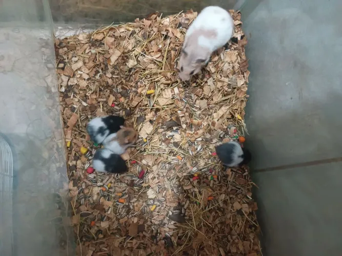 Vendo filhotes de Hamisters sírio