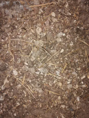 Esterco de galinha