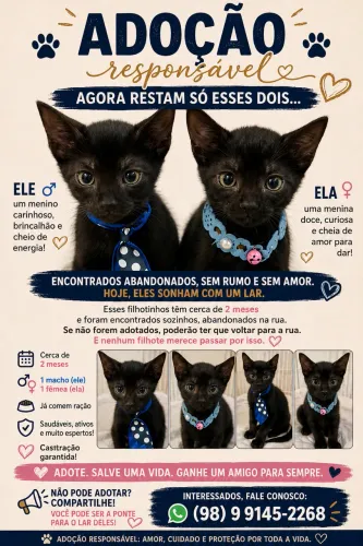 Gatinhos Dóceis  