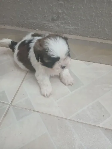 Cachorro shitzu