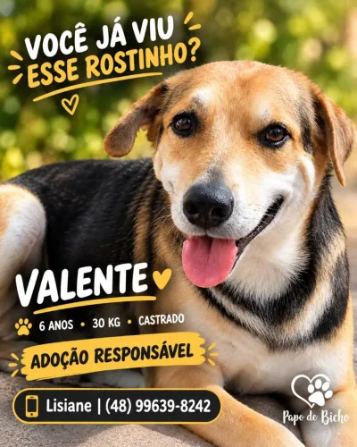 Valente para adoção