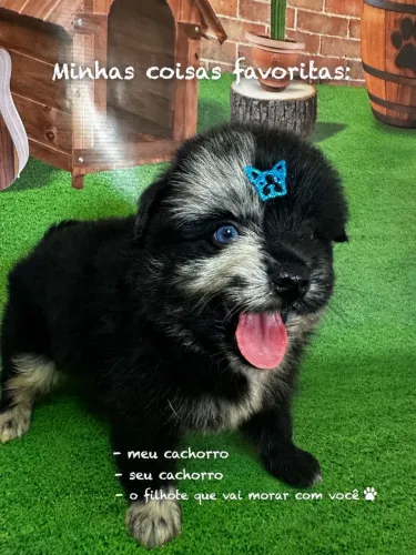 Cachorro Pomsky