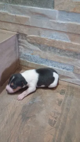 Lindos filhotes Fox paulistinha