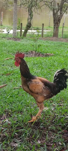 Galo 