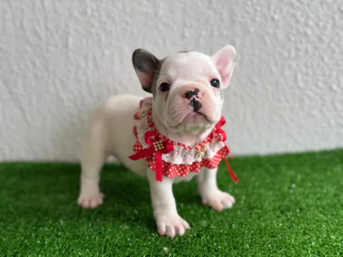 !!! Maravilhosas !!! Bulldog francês 