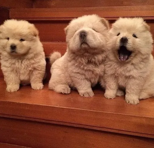 Chow Chow O companheiro certo muda até os dias comuns