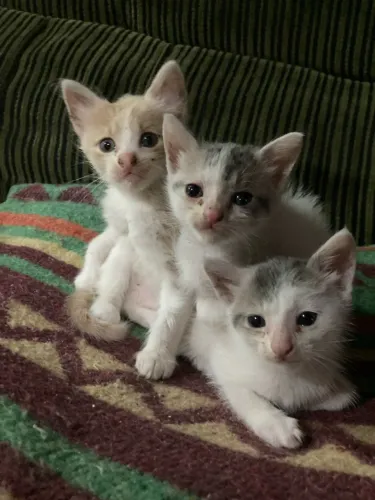Doação de gatinhos filhotes