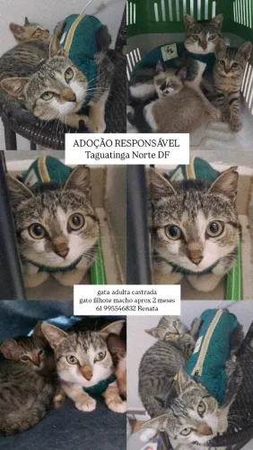 Gata fêmea castrada rajada linda