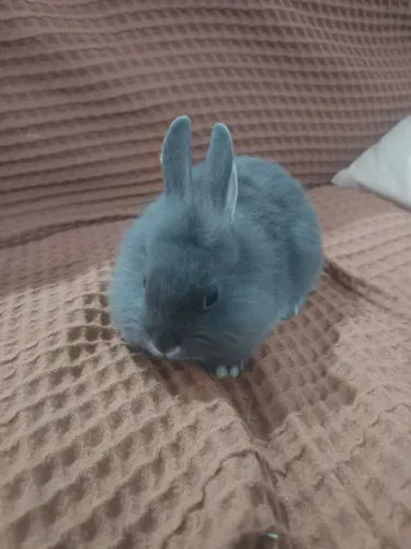 Mini Coelho Lion