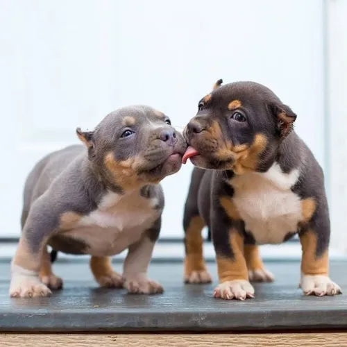 American Bully - A Escolha Perfeita Para Presentear Quem Você Ama