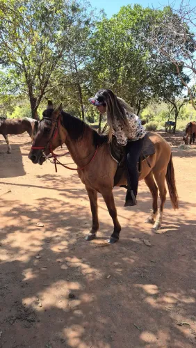 Cavalo