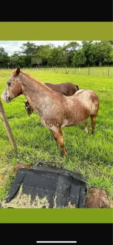 Égua appaloosa para reprodução