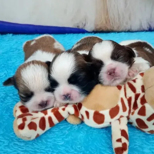 Filhotes de Shih Tzu | Carinho que te escolhe.
