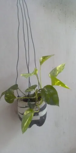 Planta Jiboia (entrega grátis)