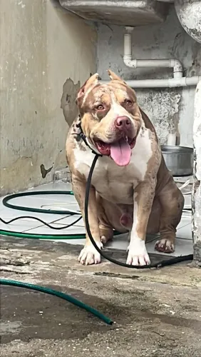 Pit Monsters macho 