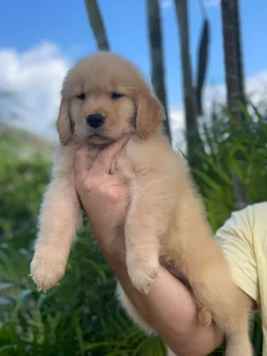 Filhotes de Golden Retriever Puros