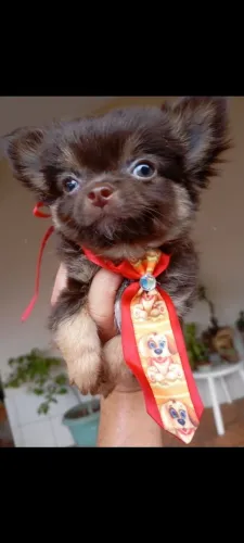 Chihuahua Machos  