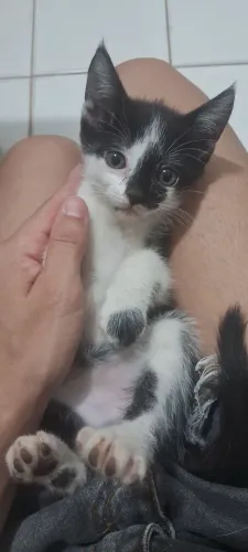 Doação de gatinhos filhote
