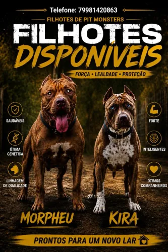 Agendamento De Filhotes Pit Monster/ Brazilian Bul