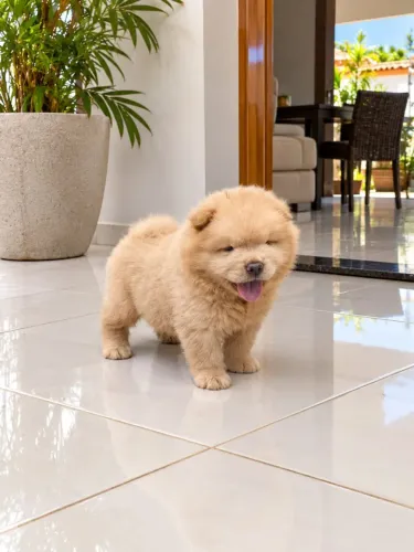 Chow chow