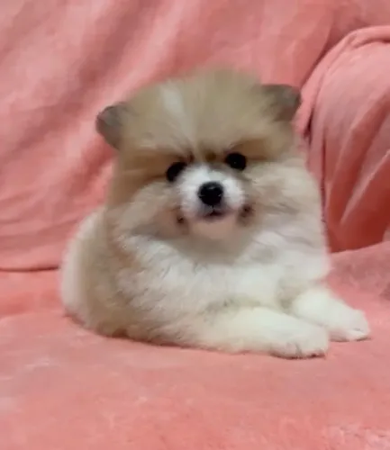 Lulu da Pomerânia Spitz Alemão