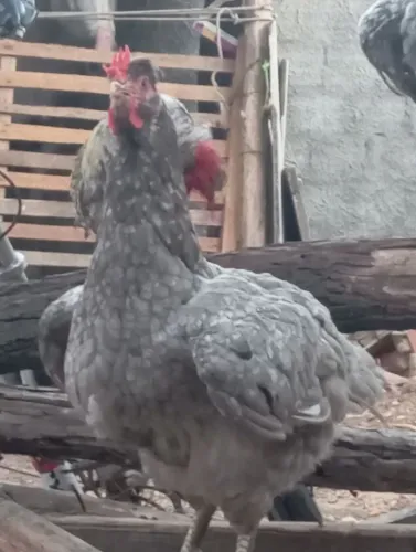 Vendo galinha gsb , de segunda postura